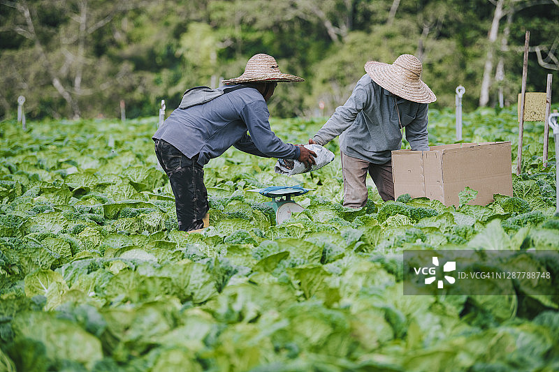 亚洲男性农民在田里用报纸捡拾卷心菜并将其包装起来图片素材