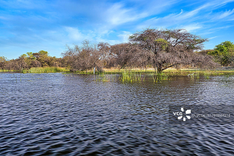 奥卡万戈湿地，奥卡万戈三角洲，博茨瓦纳图片素材
