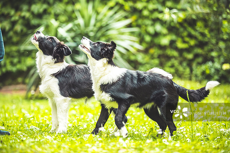 意大利伦巴第边境牧羊犬的小狗看起来像它们的主人图片素材