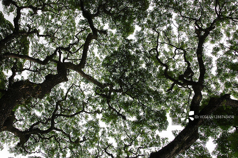 一棵巨大的雨树(Samanea saman)，加拉巴科，多米尼加共和国图片素材