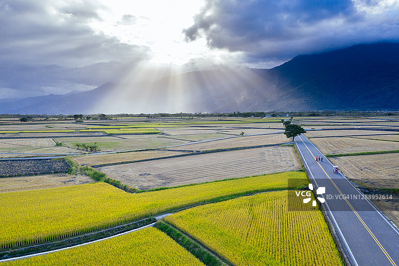 鸟瞰台湾台东美丽的稻田图片素材