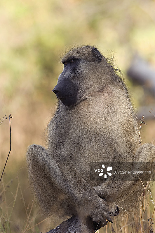 博茨瓦纳，莫雷米野生动物保护区，雄性羚羊狒狒图片素材