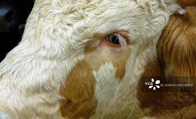 侧视图近距离的眼睛的棕色和白色斑点的奶牛图片素材