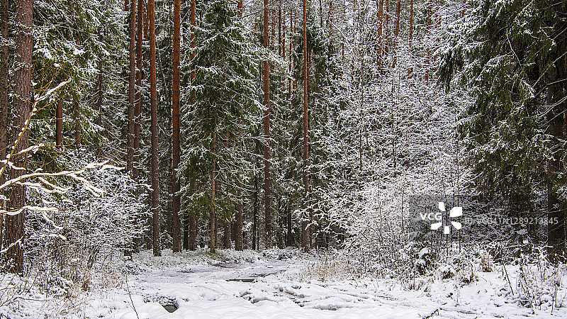 冬天白雪覆盖的森林。景观。图片素材