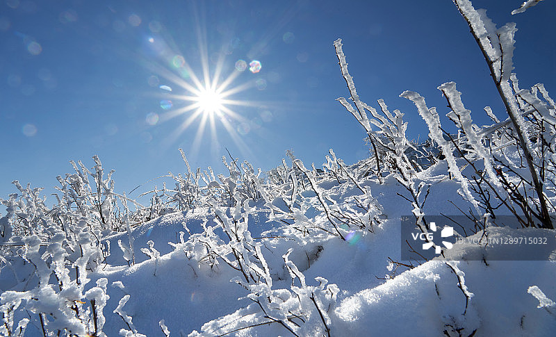 美丽的冬季背景与干燥植物覆盖白霜在冬天的早晨图片素材