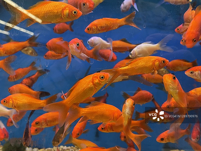 金鱼在鱼缸里游泳图片素材