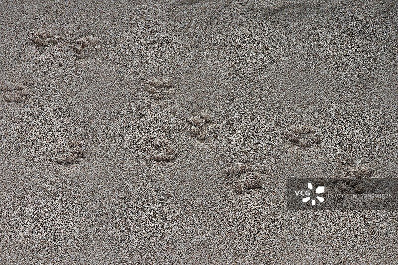 全帧拍摄的狗在沙滩上的足迹图片素材