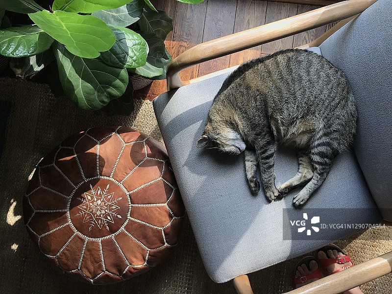 虎斑猫睡在椅子上的皮革蒲团和室内植物图片素材
