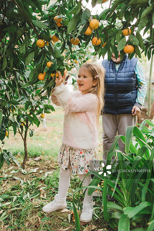 人们的祖母和孙子们在花园里采摘橘子和柠檬图片素材