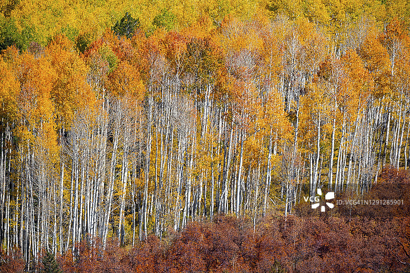 阿斯彭树林的秋色图片素材