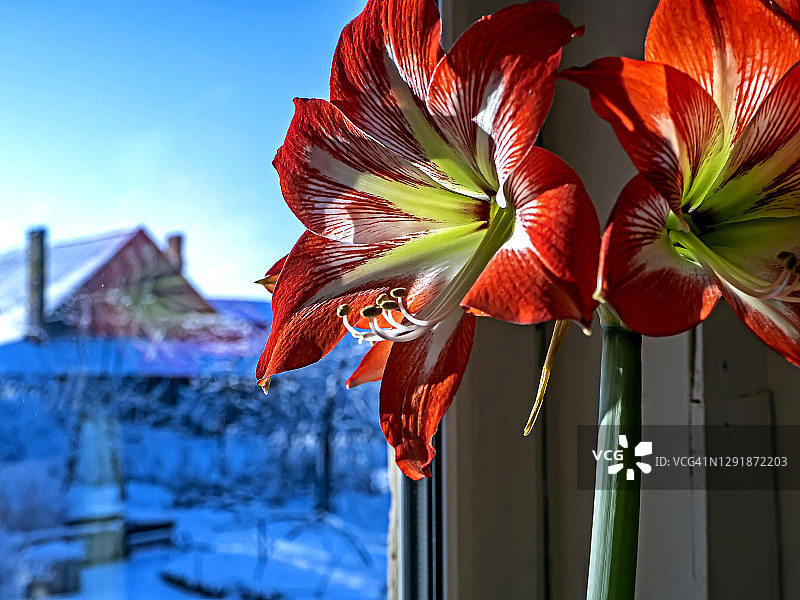 窗台上红色的孤挺花映衬着冬日的风景，宏观上，狭窄的焦点区域图片素材