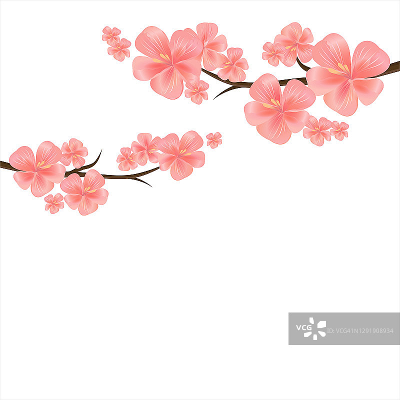 孤立的樱花枝在白色背景上。苹果树上的花。樱花。向量图片素材