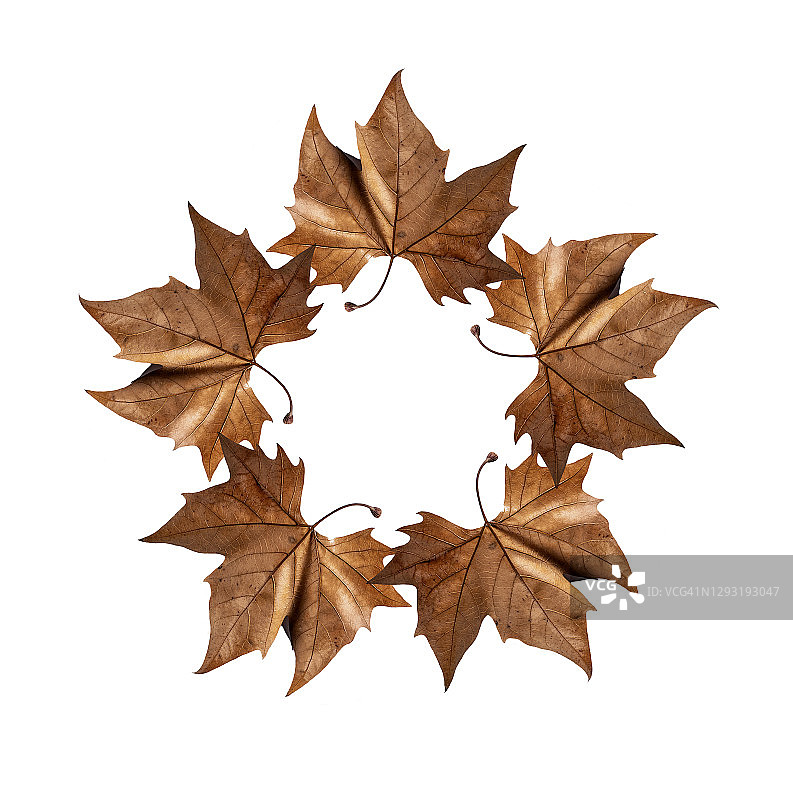 完整的框架，在一个白色的背景上形成一个圆圈的秋天枫叶的特写。图片素材