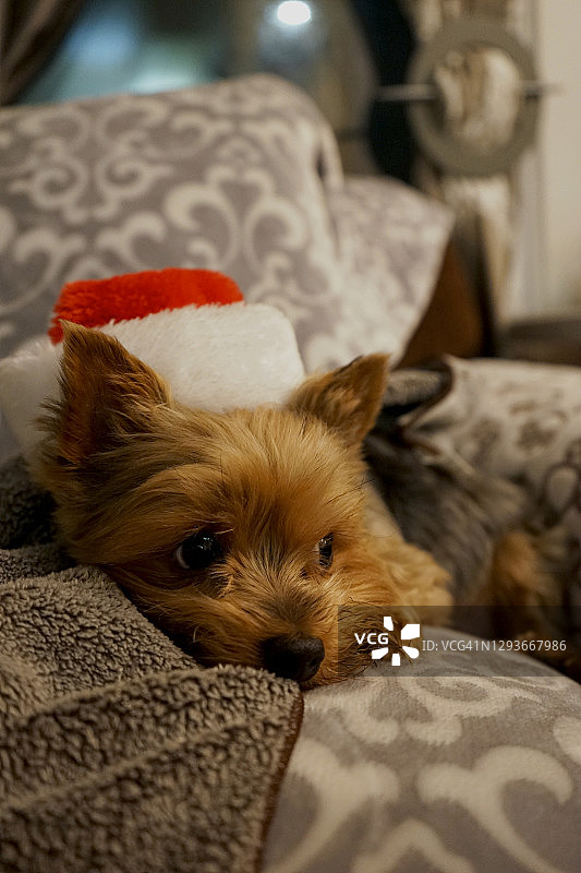 一只戴着圣诞帽的小狗图片素材