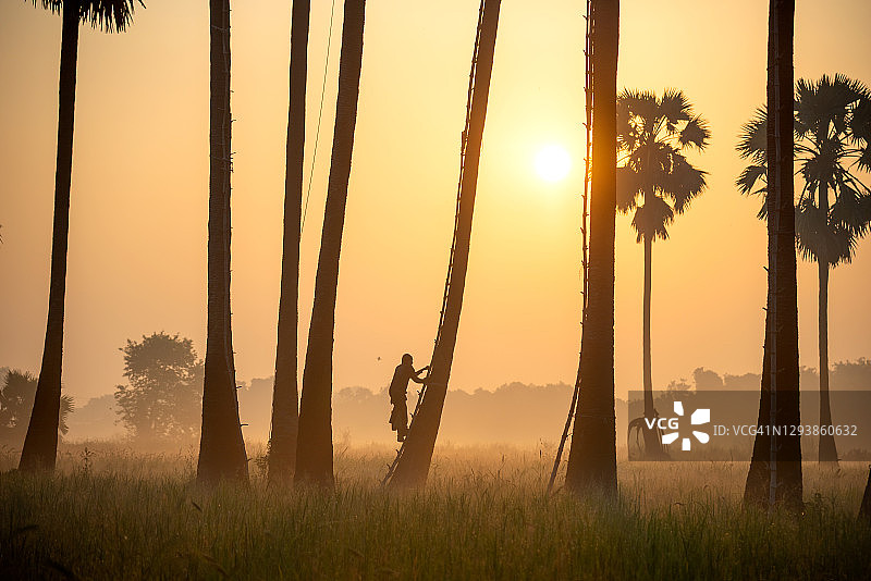 糖棕榈树和农民爬糖棕榈树糖浆收获用手电筒发现与美丽的日落天空。图片素材