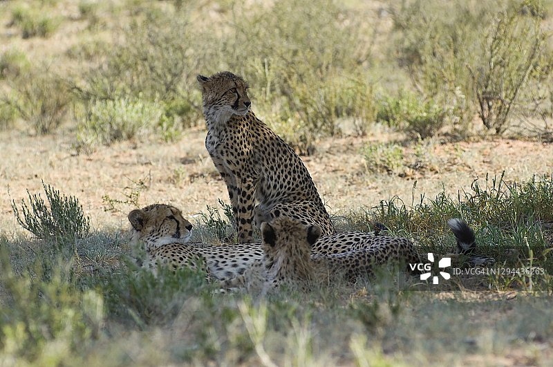 猎豹的家庭,喀拉哈里沙漠图片素材