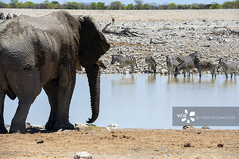 大象Etosha在水坑里看着斑马图片素材