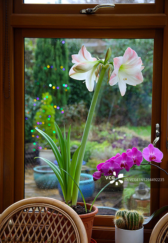 温室窗台上的孤挺花、兰花和仙人掌。图片素材