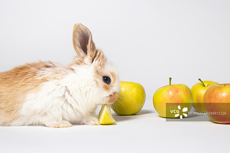 有趣的小家兔在白色的背景上玩着吃着苹果。兔子的食物，兔子维生素。适用于兽医诊所、药店及动物商店图片素材