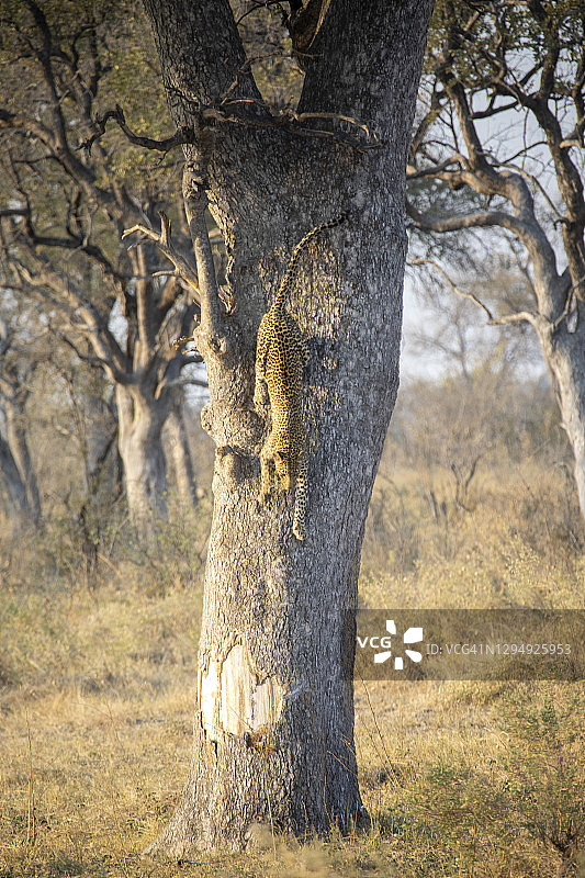 豹从树上跑下来图片素材