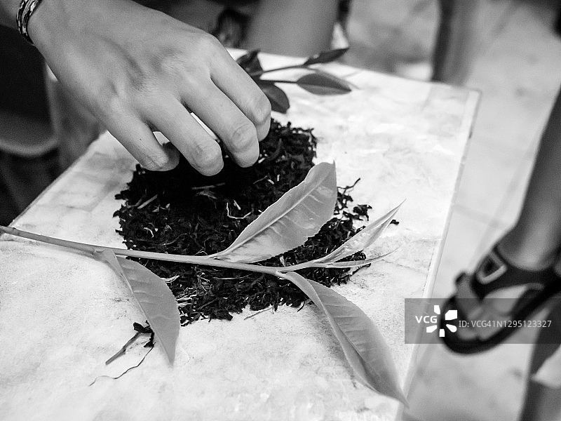 特写黑白图像的手采摘干茶和新鲜茶叶图片素材
