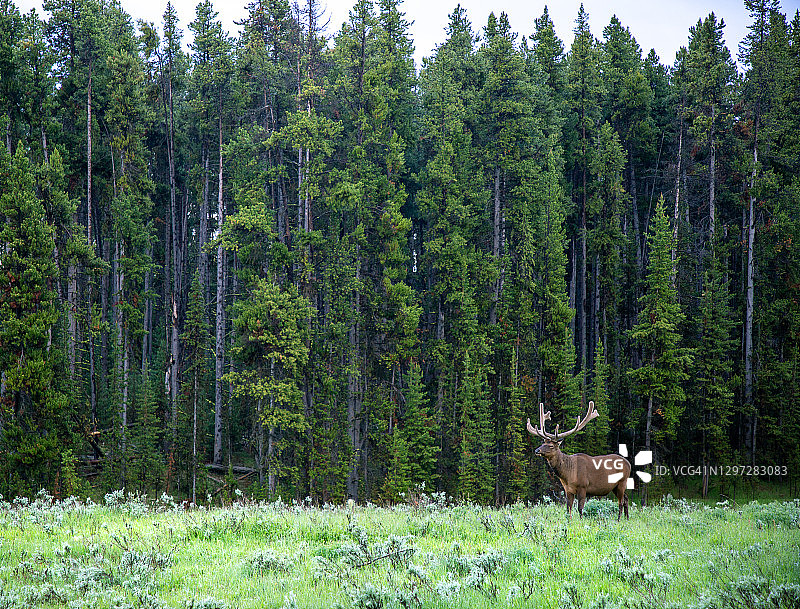 长着鹿角的公麋鹿在茂密的草地和鼠尾草丛中觅食。图片素材