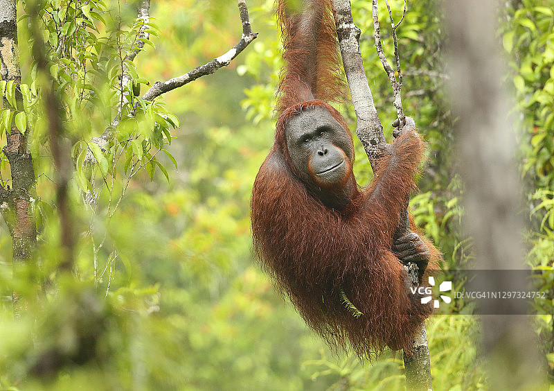 婆罗洲，雨中猩猩在树间摇摆图片素材