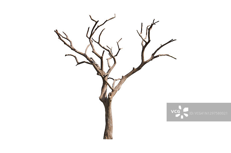 光秃秃的树，枯死的树孤立在白色的背景上。图片素材