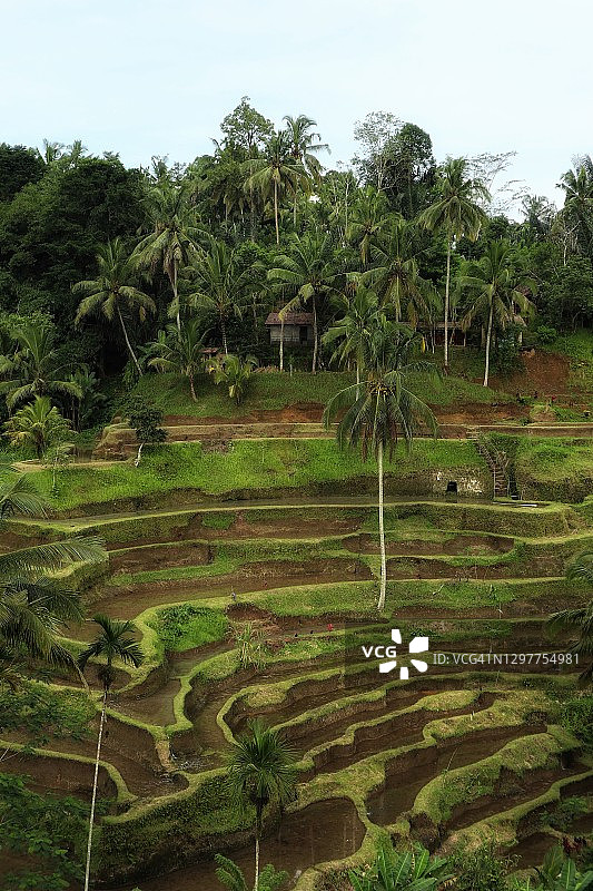 特加尔草电厂，印度尼西亚巴厘岛图片素材
