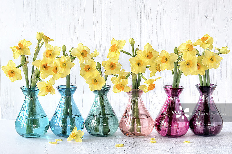 春天黄色水仙花的令人愉快的静物图像-水仙花在充满活力的颜色的小玻璃花瓶图片素材