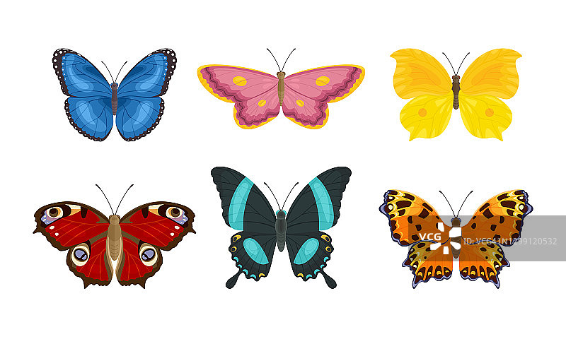 一组不同颜色和形状的蝴蝶孤立在白色背景上。美丽的昆虫。矢量插图在卡通平面风格。图片素材