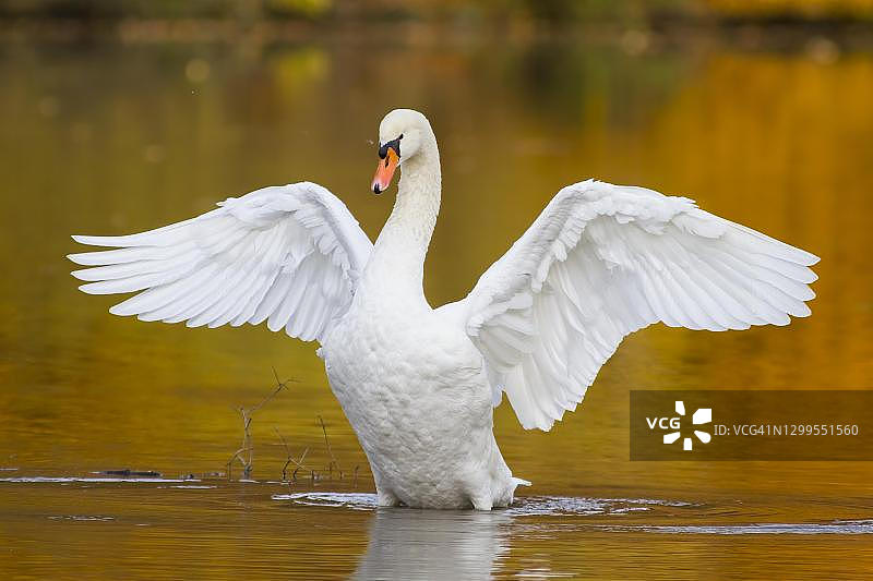 沉默的天鹅(天鹅色)在水与展开翅膀，海斯，德国图片素材