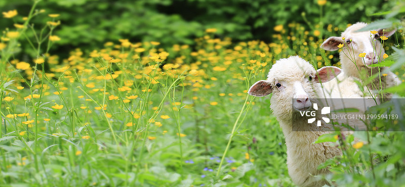 两只羊在开满黄花的草地上。空间描述。图片素材