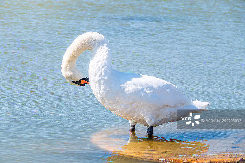 一只优雅的红嘴白天鹅站在池塘的岸边图片素材