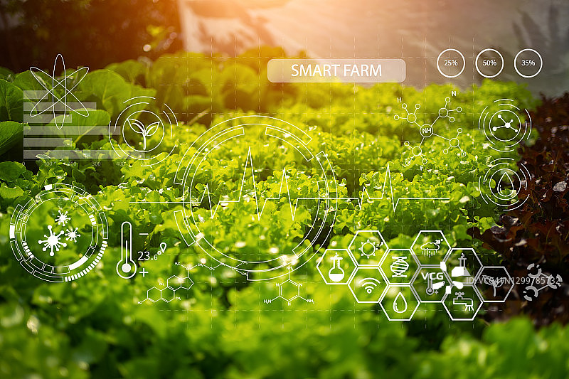 智能农业的概念。使用尖端技术种植作物，管理无毒蔬菜的生产。图片素材
