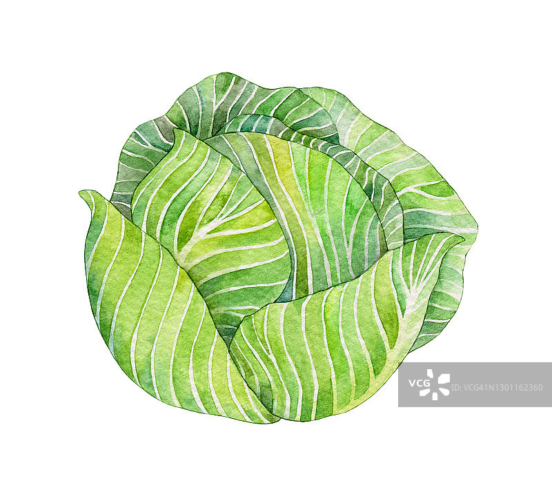 孤立在白色背景上的水彩卷心菜。手绘插图。图片素材