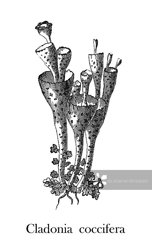 古老的真菌雕刻插图-夫人的精灵杯(Cladonia coccifera)图片素材