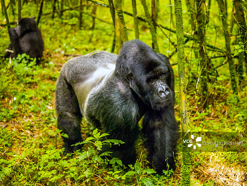 在卢旺达的火山国家公园里，四种银背山地大猩猩(白令盖大猩猩)的高角度视图图片素材