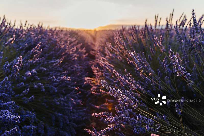 夏日的日出与法国普罗旺斯瓦朗索勒高原紫色的薰衣草田图片素材