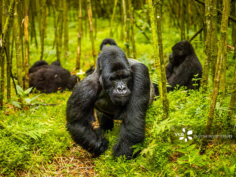 在卢旺达的火山国家公园，银背山地大猩猩(白令盖大猩猩)走在所有四个山上图片素材