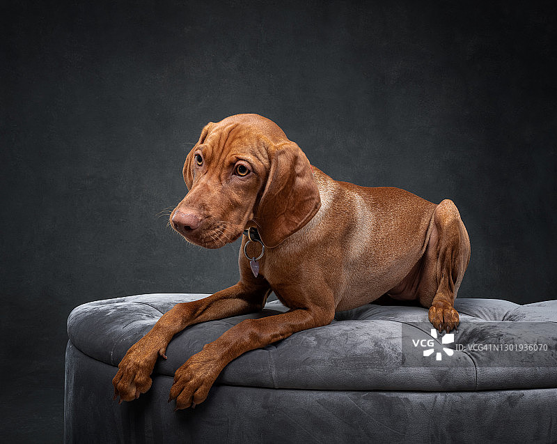匈牙利Vizsla狗的正式肖像图片素材