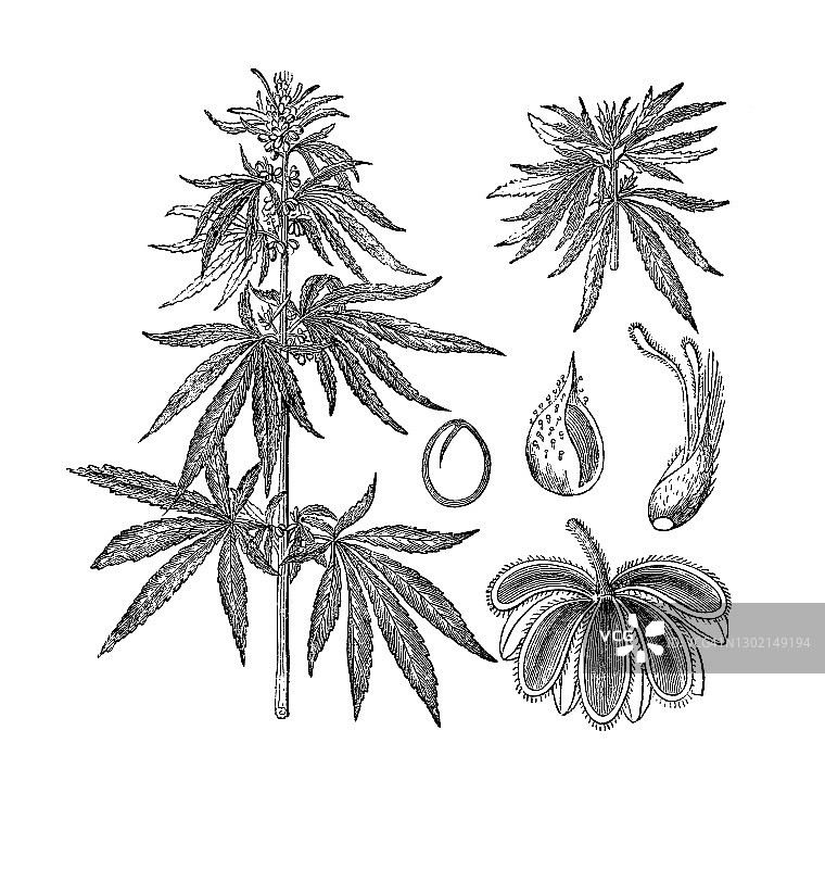 古老的大麻雕刻插图图片素材