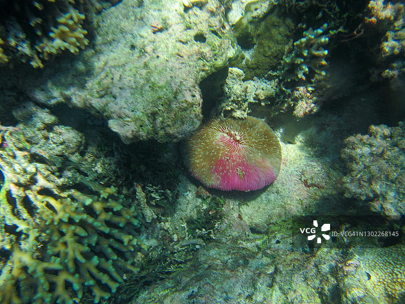 普通蘑菇珊瑚(Fungia fungites)图片素材