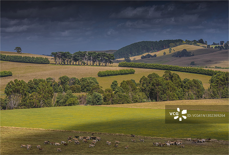 澳大利亚维多利亚州肥沃的南吉普斯兰里昂加萨地区的一个宏伟的乡村农业地区。图片素材