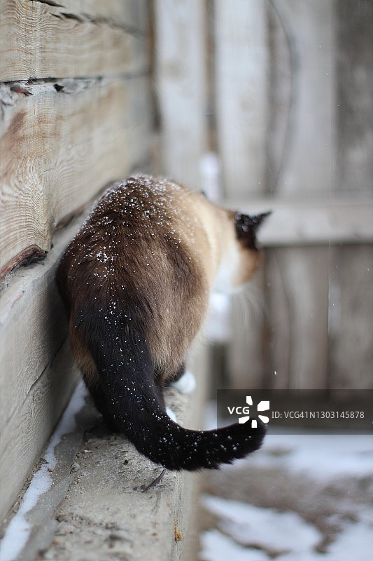 暹罗猫探索户外雪可爱的毛绒绒的小猫与蓝眼睛和雪貂毛皮行走在木制房子的基础上图片素材