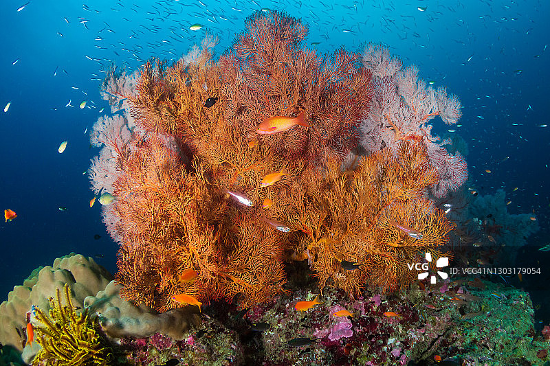 泰国安达曼海美丽多彩的热带珊瑚礁系统图片素材