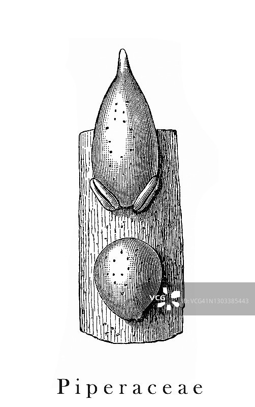 胡椒科的古老雕刻插图图片素材