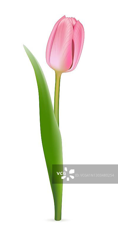 白色背景上的粉色郁金香。现实的春天彩色花朵矢量插图。花装饰植物，花瓣和绿叶开花。节日礼物，卡片设计图片素材
