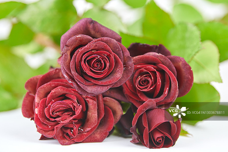 一束红色玫瑰，白色背景上有水滴图片素材