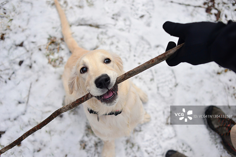 金毛猎犬在玩木棍图片素材
